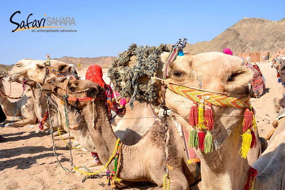 Jeep Adventure to Sahara Park Hurghada